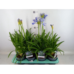 AGAPANTHUS  'CHARLOTTE' AGAPANTHUS