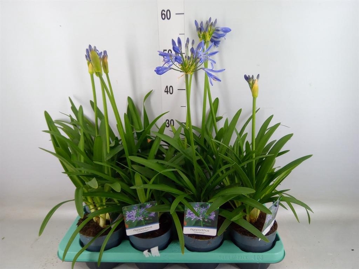 <h4>AGAPANTHUS  'CHARLOTTE' AGAPANTHUS</h4>