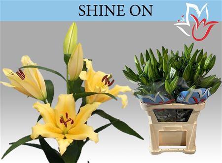 <h4>Li Ot Shine On 3+</h4>