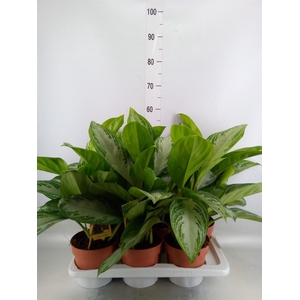 Aglaonema  'Silver Bay'