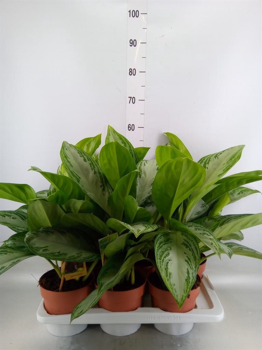 <h4>Aglaonema  'Silver Bay'</h4>