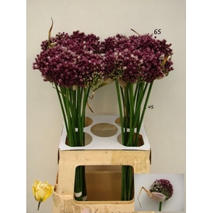 ALLIUM PURPL MYSTERY