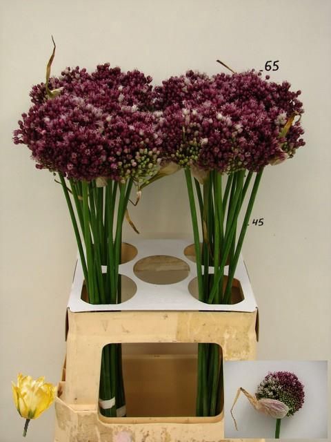 <h4>ALLIUM PURPL MYSTERY</h4>