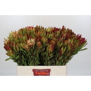 Leucadendron Safari Sunset