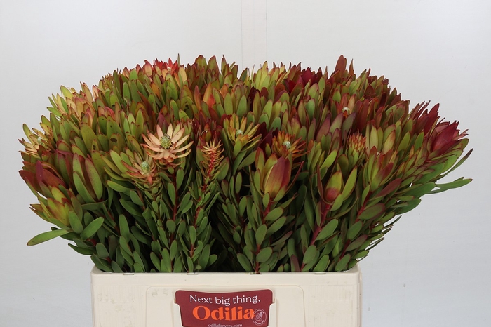 <h4>Leucadendron Safari Sunset</h4>