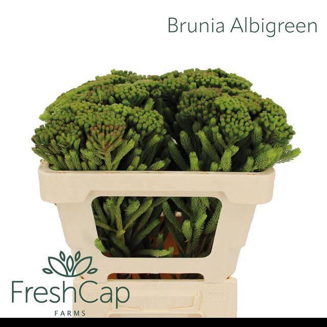 <h4>BRUN ALBIFLORA</h4>