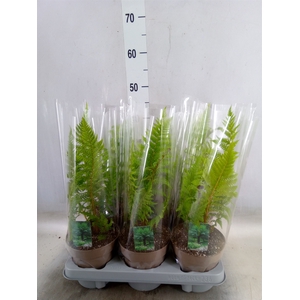 Cyathea australis
