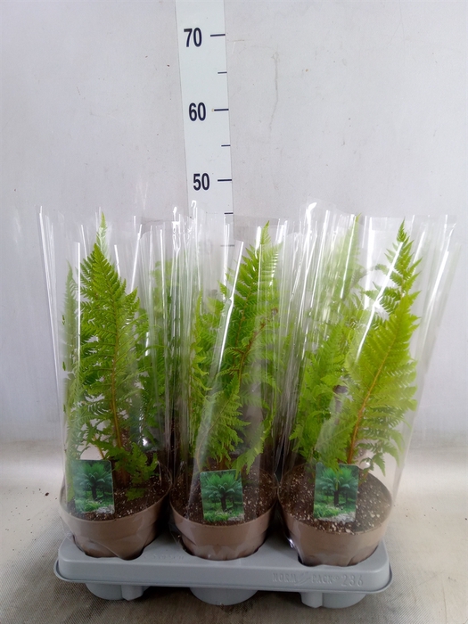 <h4>Cyathea australis</h4>