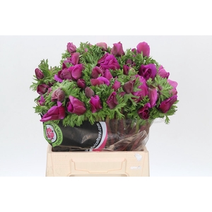 Anemone Mistral Plus Cerise