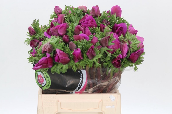 <h4>Anemone Mistral Plus Cerise</h4>