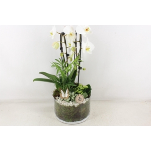 arr2 PL - Glas cilinder phal. wit