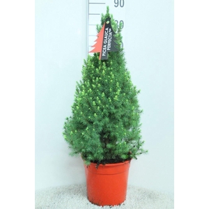 Picea glauca 'Perfecta'