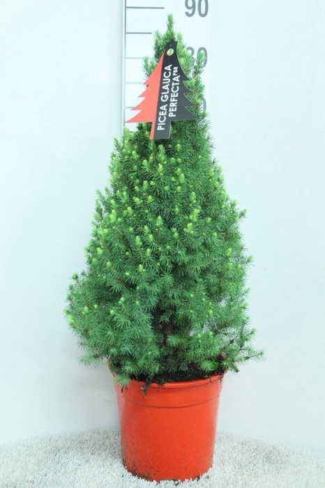 <h4>Picea glauca 'Perfecta'</h4>