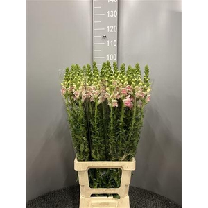 Antir Poto Applebossom