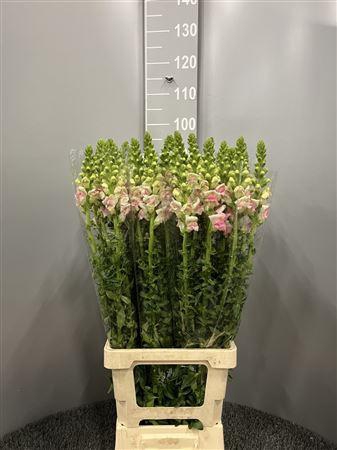 <h4>Antir Poto Applebossom</h4>