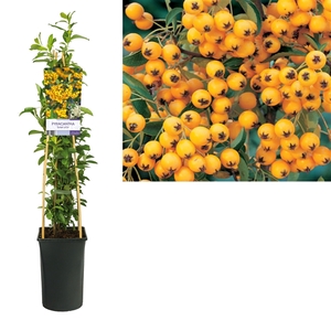 Pyracantha 'Soleil d'Or' +light label