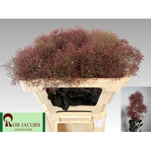 COTINUS COGGYGRIA MAGICAL TORCH