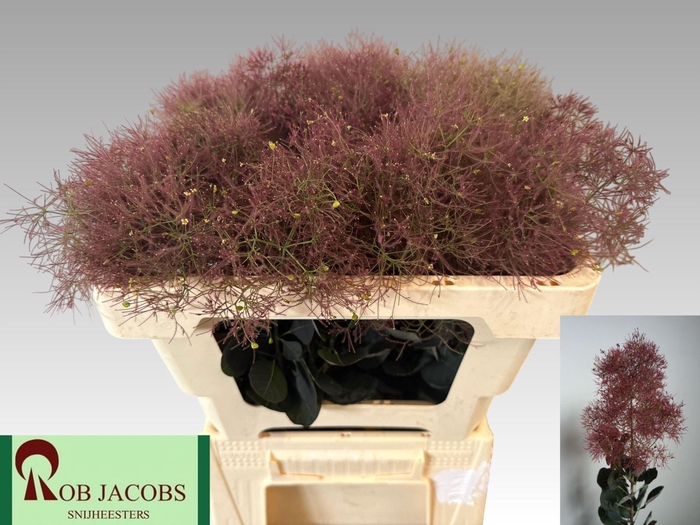 <h4>COTINUS COGGYGRIA MAGICAL TORCH</h4>