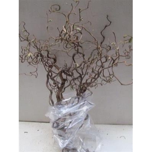 CORYL AV CONTORTA 70 CM x75 =6=