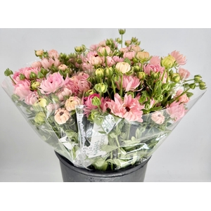 Ranunculus Natura Moderna Venus