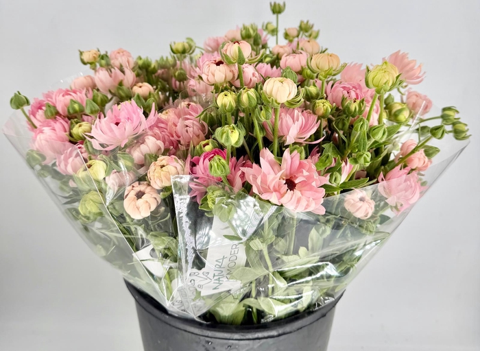 <h4>Ranunculus Natura Moderna Venus</h4>