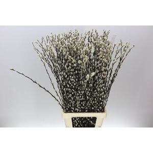 Salix Snow Flake