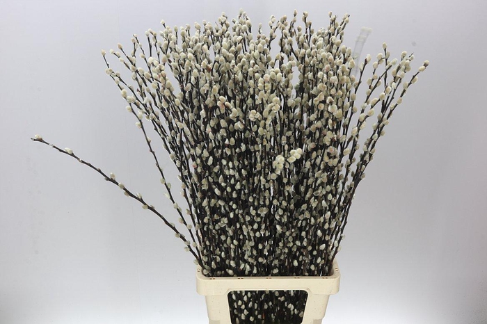 <h4>Salix Snow Flake</h4>