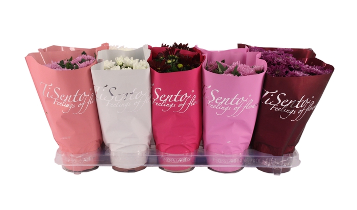 <h4>CHRYS GR BM SOSI GEM</h4>