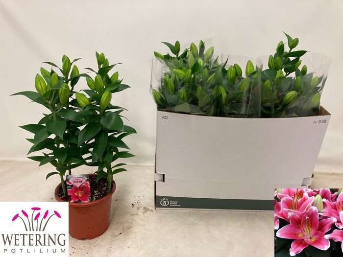 <h4>LIL OR SUNNY ROBYN</h4>