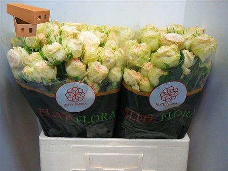 <h4>R Tr Summerrose</h4>