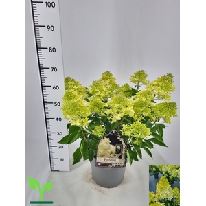 HYDR PANICULATA