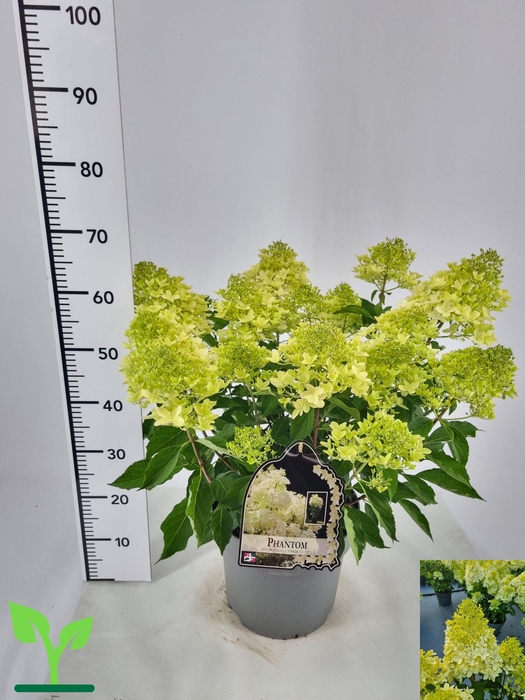<h4>HYDR PANICULATA</h4>