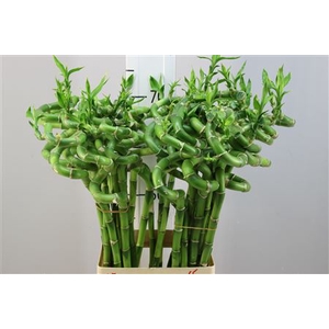 Lucky Bamboo Spiraal 70