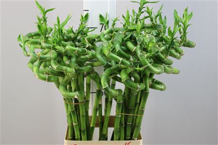 Lucky Bamboo Spiraal 70