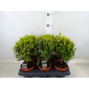 Myrsine africana