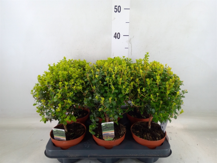 <h4>Myrsine africana</h4>