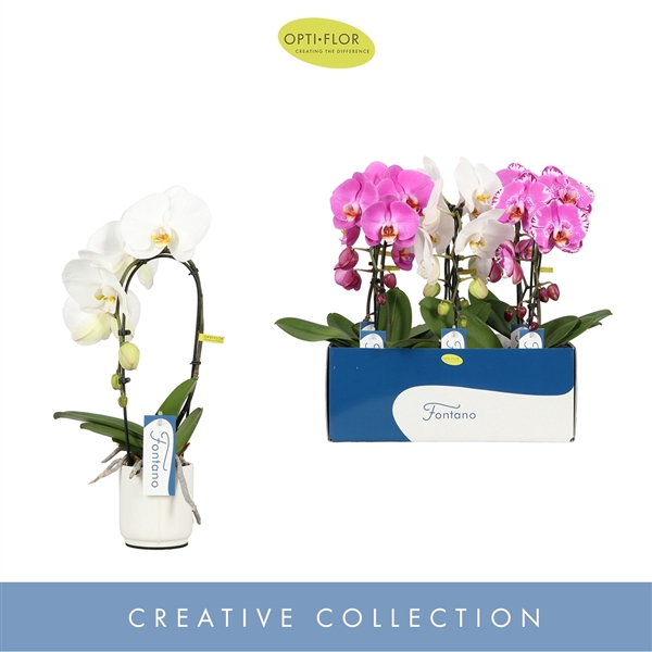 <h4>Fontano Mix 1 spike in Lazio White</h4>