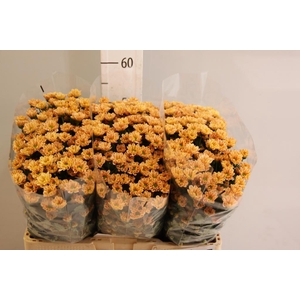 CHR SAN ROSSI SALMON