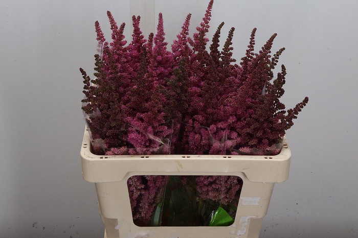 <h4>Astil C Vi Pink</h4>