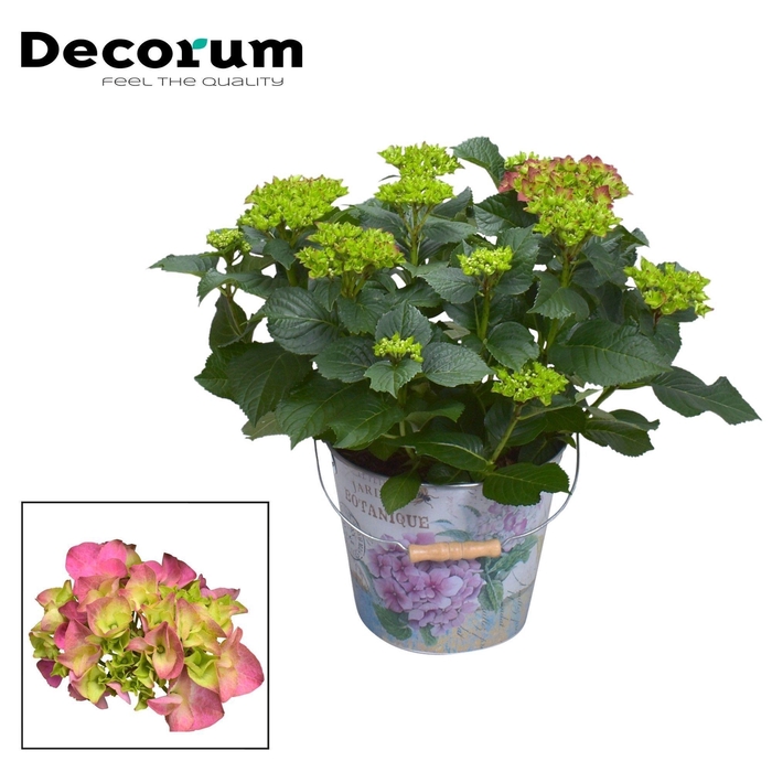 <h4>Hydrangea Bol Red 7 - 12 kop in Bucket (Decorum)</h4>
