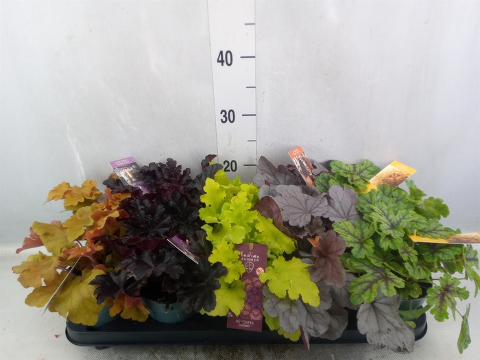 <h4>Heuchera  'Indian Summer'   ...mix</h4>