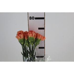 CRAVO 070 CM LARANJA