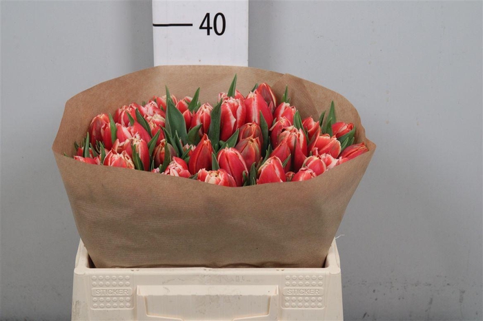 <h4>Tu Du Concorde</h4>