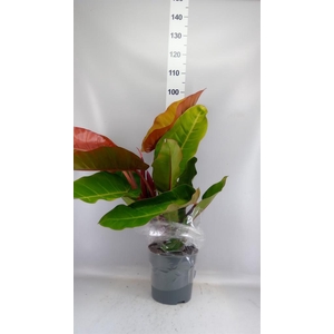 Philodendron   ...