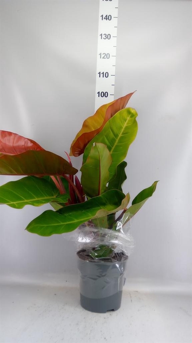 <h4>Philodendron   ...</h4>