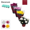 Chrysanthemum Chrystal