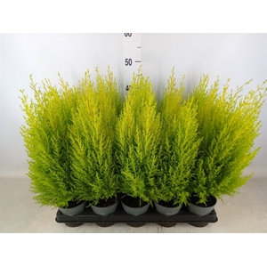 Cupressus macro. 'Goldcrest Wilma'