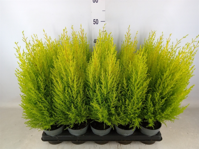 <h4>Cupressus macro. 'Goldcrest Wilma'</h4>