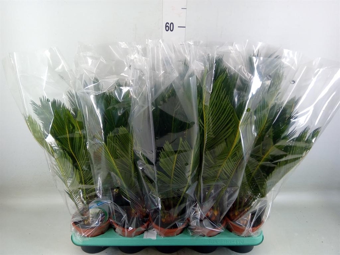 <h4>Cycas revoluta</h4>