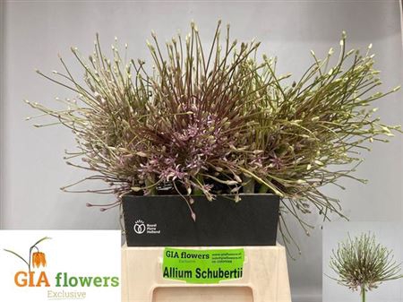 <h4>Allium Schubertii X6</h4>